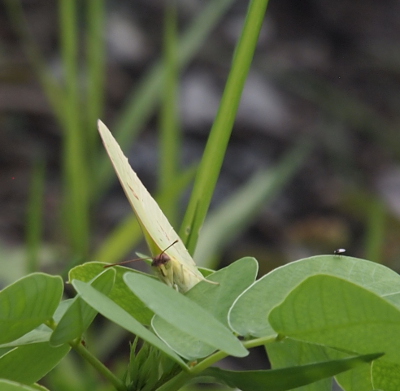 [The butterfly is perched on a leaf facing the camera so only a small sliver of wing is visible.]